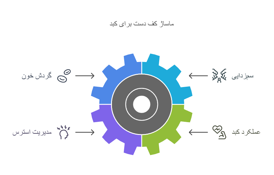 ماساژ کف دست برای کبد