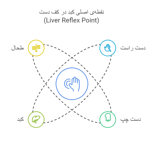 نقطه‌ی اصلی کبد در کف دست (Liver Reflex Point)