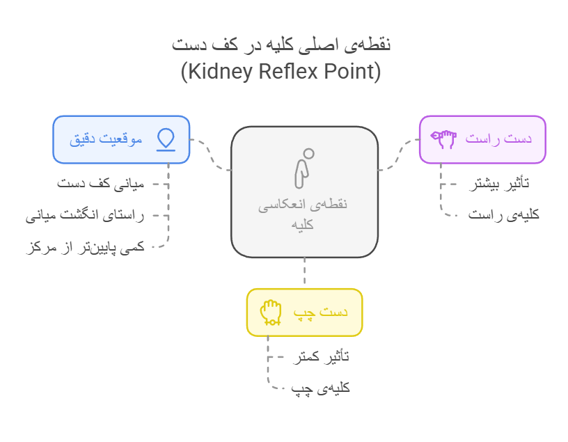 نقطه‌ی اصلی کلیه در کف دست (Kidney Reflex Point)