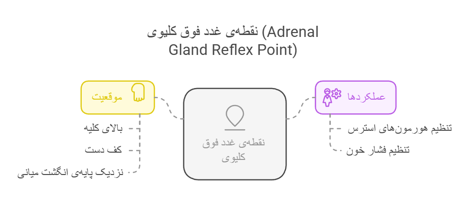 نقطه‌ی غدد فوق کلیوی (Adrenal Gland Reflex Point)