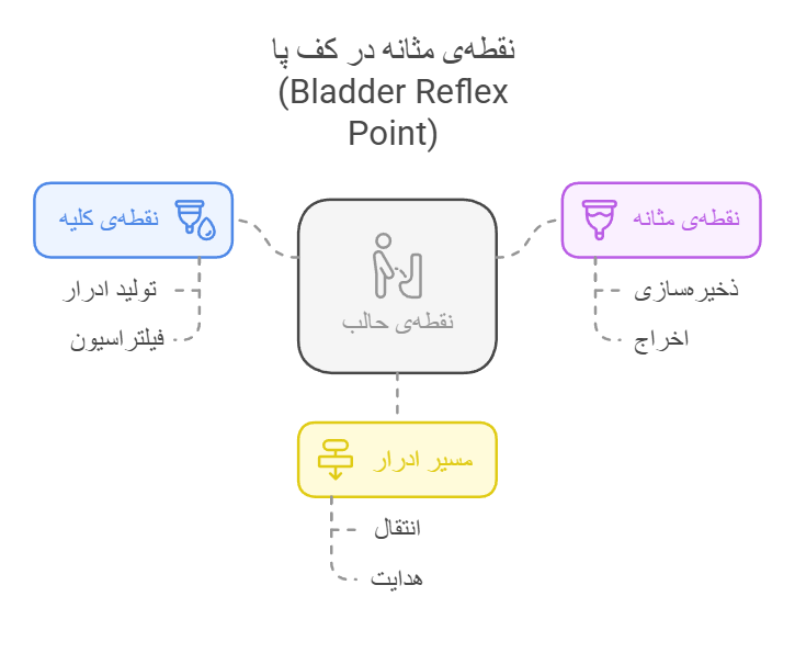 نقطه‌ی مثانه در کف پا (Bladder Reflex Point)