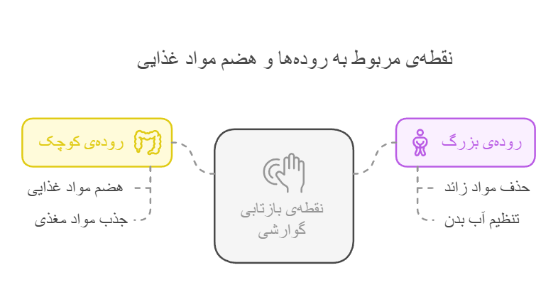 نقطه‌ی مربوط به روده‌ها و هضم مواد غذایی
