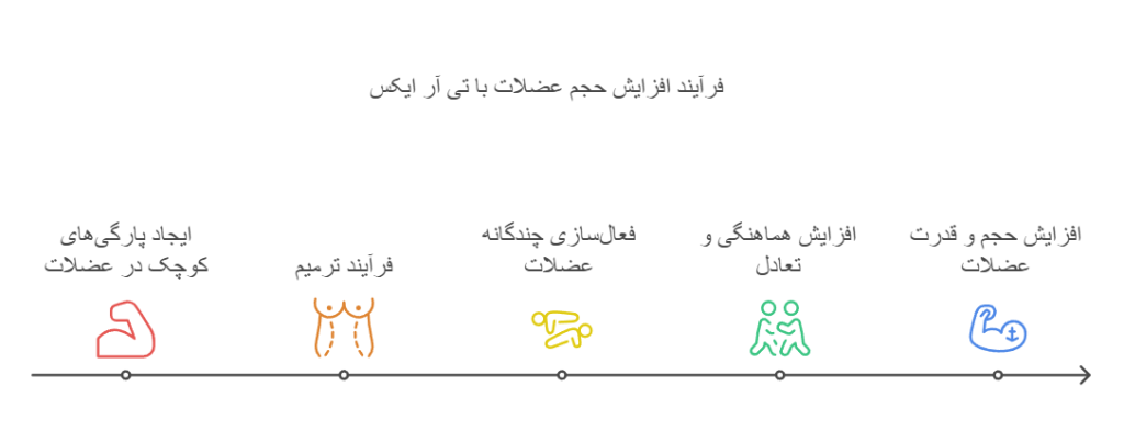 فرآیند افزایش حجم عضلات با تی آر ایکس