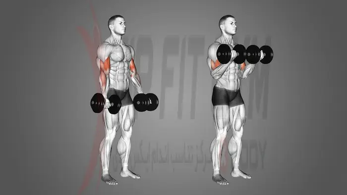 جلو بازو دمبل - حرکت تک مفصلی