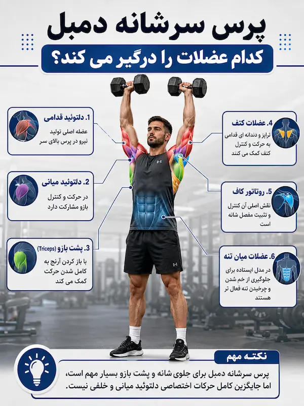 پرس سرشانه دمبل کدام عضلات را درگیر می کند؟