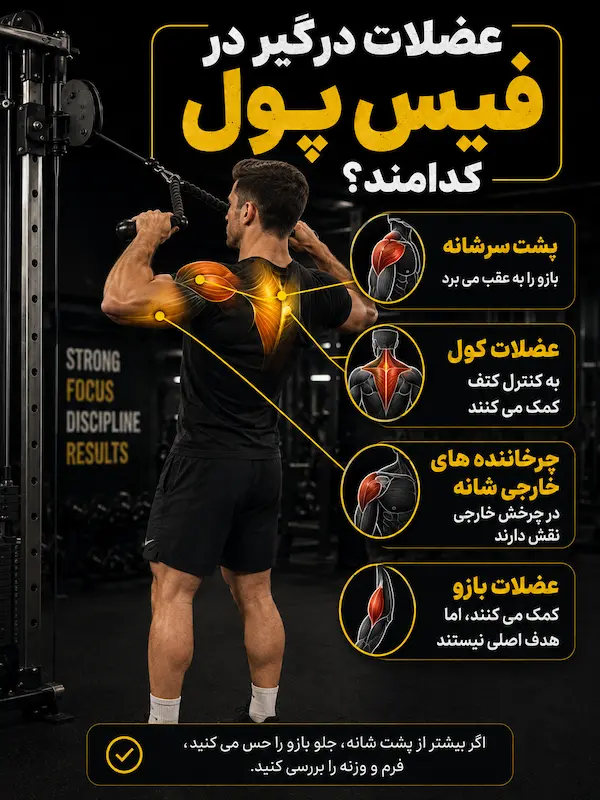 عضلات درگیر در فیس پول کدامند؟